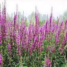 Image result for Lythrum rotundifolium