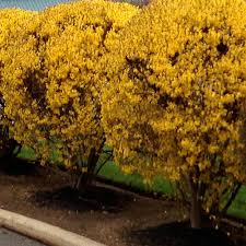 Onlineplantcenter 3 Gal Lynwood Golden Forsythia Flowering Shrub Flowering Shrubs Shrubs Plants