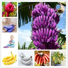 Some banana trees are hardier than you might think. 100pcs Rare Dwarf Banana Tree Seeds Mini Bonsai Garden Plant Exotic Fruits Ny Home Garden Yard Garden Outdoor Living