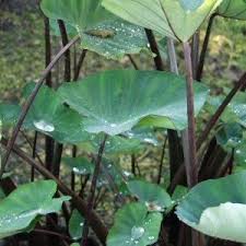 Colocasia Esculenta Fontanesii Black Taro Tropical Elephant Ear Plant Plants Colocasia