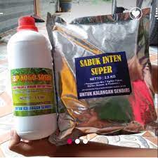 Apa itu pakan nogososro dan sabuk inten? Serbuk Sabuk Inten Nogo Sosro Shopee Indonesia