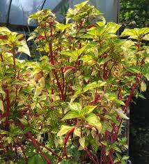 Image result for Iresine lindenii