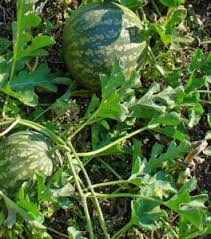 Image result for Citrullus lanatus