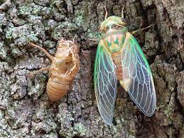 Best online sfx library mp3 free download. Why Are Cicadas So Noisy Britannica