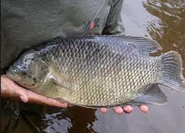 Ikan ini diintroduksi dari afrika, tepatnya afrika bagian timur, pada tahun 1969, dan kin. Erek Erek Ikan Mas Untuk 2d 3d Dan 4d Menurut Buku Mimpi