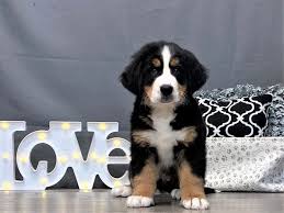 They are such a beautiful breed of a dog they have such a lovely nature and temperament around our children,these puppies are all kc reg and are microchipped and vet checked and vaccinated up to. Bernese Mountain Dog Puppies Petland Carriage Place