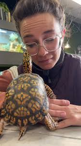 OTIS vs CASEY! 😳 #otistheturtle #turtles #tortoise #turtletok #animals  #reels #pets #funnyanimals #cutestpet #googlyeyes #boxturtle