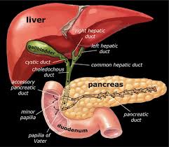 The pancreas has both an endocrine and a digestive exocrine function. Startradiology