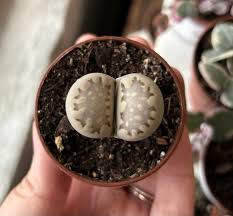 Image result for Lithops