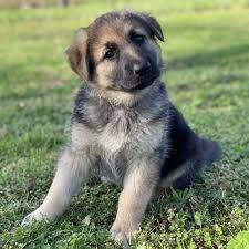 Don't miss what's happening in your karma von kamenz is a stunning 2 year old german shepherd. German Shepherd Puppy For Sale In Texas Craigslist Home Facebook
