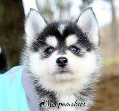 Pomskies For Sale Adopt Pomsky Puppies For Sale Online Today Vip Puppies Pomsky Puppies Puppies Pomsky Puppies For Sale