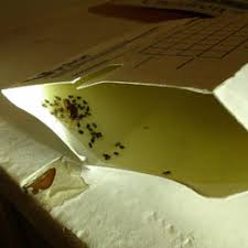 Daugiau informacijos apie įmonę bell termite & pest control rasite adresu www.belltermite.com. Bell Termite Control Free Termite Inspection And Pest Control In Los Angeles Orange County San Bernardino Ventura And Riverside County