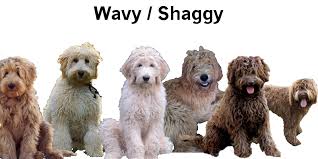 Image Curtesy Of Www Everythingdoodle Com Goldendoodle Labradoodle Types Of Coats