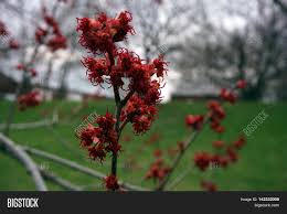 The northern red oak is the provincial tree of prince edward island, as well. Blossoms Red Maple Image Photo Free Trial Bigstock