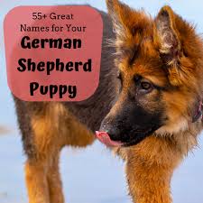 Why buy a german shepherd dog puppy for sale if you can adopt and save a life? 55 Best Dog Names For German Shepherd Puppies Pethelpful By Fellow Animal Lovers And Experts