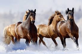 Flash gordon conquers the universe: Did A Russian Lake Flash Freeze A Herd Of Horses Howstuffworks