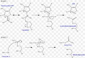 C 12 h 19 cln 4 o 7 p 2. Dihydrolipoyl Transacetylase Dihydrolipoamide Dehydrogenase Pyruvate Dehydrogenase Pyruvate Decarboxylation Thiamine Pyrophosphate Png 2802x1931px Dihydrolipoyl Transacetylase Acetyl Group