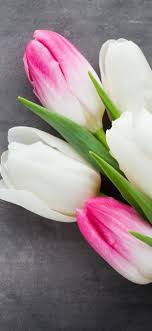 We did not find results for: White And Pink Petals Tulips Flowers Gray Background 1242x2688 Iphone 11 Pro Xs Max Wallpaper Background Picture Image
