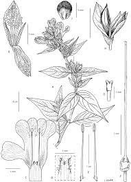 Image result for Barleria tanzaniana