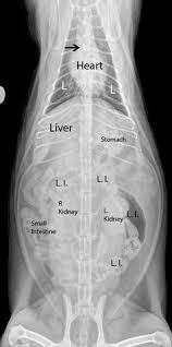 Learn How To Interpret Cat Radiographs X Rays Long Beach Animal Hospital Vet Medicine Veterinary Tech Vet Tech School