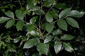 Image result for Sorindeia juglandifolia