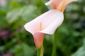 Image result for Zantedeschia aethiopica