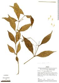 Image result for Justicia fittonioides