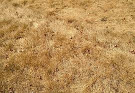 Augustine is the oldest continually populated settlement in what is now the united states. Why Does Grass Turn Brown In Winter Big Blog Of Gardening