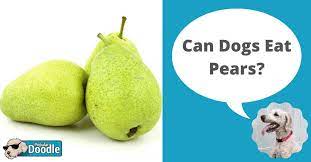 Can Dogs Eat Pears Are Pears Good For Dogs