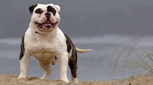 The original american bulldogs were not only used in the bloody sport of bull bating, but also by small the american version of the bulldog has longer legs, is faster and has better agility than the. American Bulldog Ebkc European Bully Kennel Club