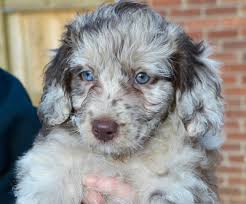 Dogsitterclub dogsitterclub coming soon australian mountain doodles! Aussiedoodle Poodle Australian Shepherd Mix