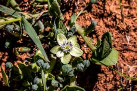 Image result for Basananthe sandersonii