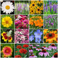 Growing best in shadier places, like underneath large trees or a porch, shade perennials have strong roots to draw in. All Perennial Wildflower Seed Mix