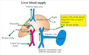 Blood vessels effect of liver a 2 to 1 glucose added b 2 to 1 urea removed c 3 to 1 glucose added d 3 to 1 urea removed Liver Anatomy Labpedia Net