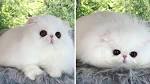 The Persian Cat Breed: Rulers of the Fluffy Cats | CertaPet