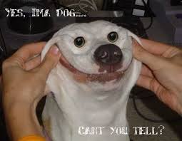 Funniest Dog Face Ever By Showjumper330 On Deviantart Funny Animal Memes Funny Dog Pictures Funny Animals