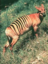 Image result for Plumbago ituriensis