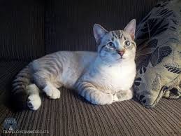 The lynx point siamese cats are also known as tabby points and they get their distinctive appearance from the crosses between siamese and tabbies. What Is A Lynx Point Siamese Cat Siamese Cat Spot