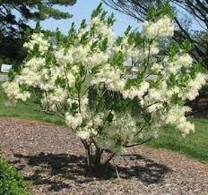 Image result for Chionanthus niloticus