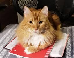 How much is uc davis veterinary teaching hospital? Personalized Medicine For Cats With Heart Disease Eurekalert Science News