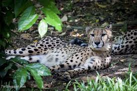 صور فهد أجمل صور حيوان النمر مع بعض المعلومات عنه cheetah pictures big cats cats