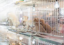 834 east front street, port angeles, washington 98362. Premium Photo Puppy In A Cage For Selling In The Pet Market People Buying Pets From Pet Store