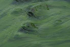 See full list on wikihow.com How To Get Rid Of Algae In A Small Pond Organically Pond Algae Algae In Ponds Small Pond