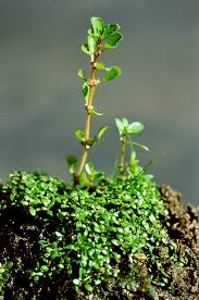 Image result for Elatinaceae