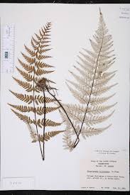 Image result for Pityrogramma aurantiaca