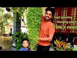 Fast Growing Hanging Plant Evergreen Turtle Vine Plant Care In Malayalam By Diyab Youtube In 2020 Fast Growing Plants Hanging Plants Plant Care