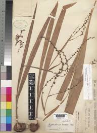 Image result for Zygotritonia