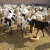 بطاقة تهنئة بعيد الأضحى المبارك عيد سعيد happy eid 2021. 1