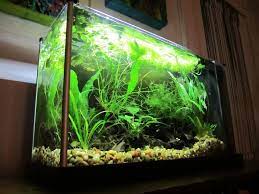 Let Me See Some Fluval Spec V S Nano Aquarium Aquascape Live Plants