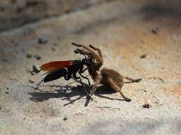 The insect requires a spider to serve as a host for their larvae and tarantulas are the preferred nursery. 10 Things You Need To Know About Tarantula Hawk Wasps In Arizona